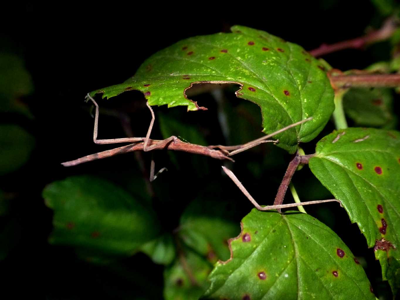 Passeggiata notturna tra la macchia mediterranea